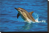Dolphin Stretched Canvas Print
