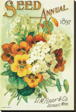 Seed Annual 1897, D.M. Ferry & Co., Detroit, Michigan Stretched Canvas Print
