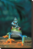 Ranas Reproducción en lienzo de la lámina Ranas Reproducción en lienzo de la lámina