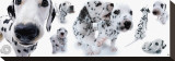 Dalmatians Stretched Canvas Print by Yoneo Morita