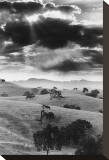 Los Olivo, California Stretched Canvas Print