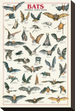 Bats Stretched Canvas Print