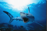 Shark Leinwand