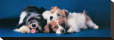 Dogs Stretched Canvas Print