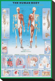 Human Body Stretched Canvas Print