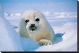 Seal Pup Stretched Canvas Print