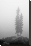 Two Trees on Mount Washington Stretched Canvas Print by Shane Settle
