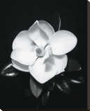 Magnolia Stretched Canvas Print