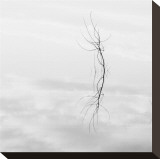 Twig Hyatt Lake Stretched Canvas Print by Shane Settle