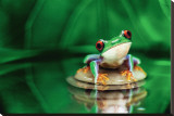 Red-Eyed Tree Frog Stretched Canvas Print
