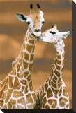 Giraffe First Love Reproduction transférée sur toile par Ron D'Raine