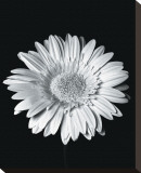 Gerbera Stretched Canvas Print