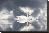 Swan Song Stretched Canvas Print by Stephanie Laird