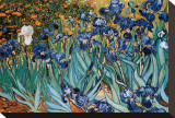 Iris, Saint-Rémy, vers 1889 Reproduction transférée sur toile : par Vincent van Gogh