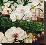 Moth Orchid Stretched Canvas Print by Pamela Jablonski