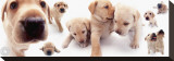Labrador Stretched Canvas Print by Yoneo Morita