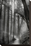 Woodland Path Stretched Canvas Print by Harold Davis