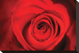 Red Rose Heart Leinwand von Harold Davis