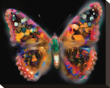 My Brilliant Butterfly Stretched Canvas Print by Harold Davis