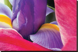 Iris Rising Stretched Canvas Print by Harold Davis