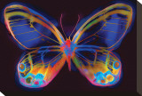 Butterfly II Stretched Canvas Print by Harold Davis