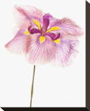 Iris Ensata Azuma-Kagami Leinwand von Harold Davis