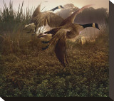 Morning Geese Stretched Canvas Print by Steve Hunziker