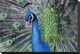 Pretty in Blue Leinwand von Stephanie Laird