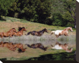 Running Free Stretched Canvas Print by Stephanie Laird