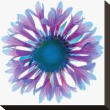 Blue Gaillardia Leinwand von Harold Davis