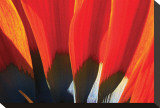 Gazania Petals Stretched Canvas Print by Harold Davis