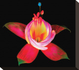 Fuschia II Stretched Canvas Print by Harold Davis