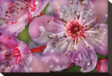 Cherry Stretched Canvas Print by Harold Davis