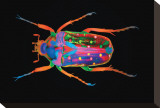 Coleoptera Stretched Canvas Print by Harold Davis
