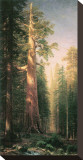 Giant Trees, Mariposa Grove, California Reproduction transférée sur toile par Albert Bierstadt