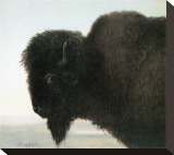 Bison Head Stretched Canvas Print by Albert Bierstadt
