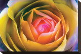 Fire Spiral in The Flower Stretched Canvas Print by Harold Davis