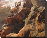 Rocky Bighorn Stretched Canvas Print by Steve Hunziker