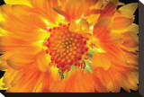 Gaillardia Lit From Behind Stretched Canvas Print by Harold Davis