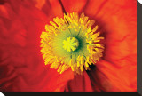 Mohn Leinwand von Harold Davis