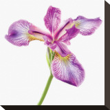 Unbearable Lightness of Iris Stretched Canvas Print by Harold Davis