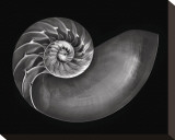 Nautilus in Black and White Stretched Canvas Print by Harold Davis