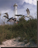 Lighthouse Terns II Stretched Canvas Print by Steve Hunziker