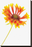 Gaillardia II Stretched Canvas Print by Harold Davis