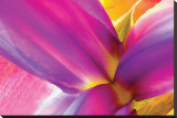 Intimate Iris Leinwand von Harold Davis