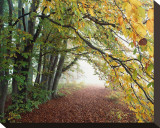 Autumn in Trees Stretched Canvas Print