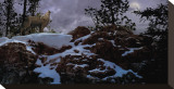 Howling Wolf Stretched Canvas Print by Steve Hunziker