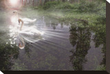 Magic Swan Stretched Canvas Print by Steve Hunziker