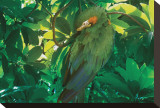 Hidden Green Stretched Canvas Print by Steve Hunziker