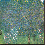 Rosiers sous les Arbres, c.1905 Stretched Canvas Print by Gustav Klimt